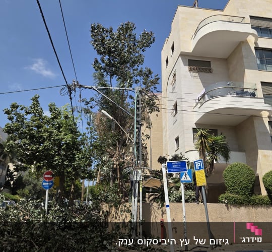 עץ גזום ליד בניין מגורים עם שלטי רחוב